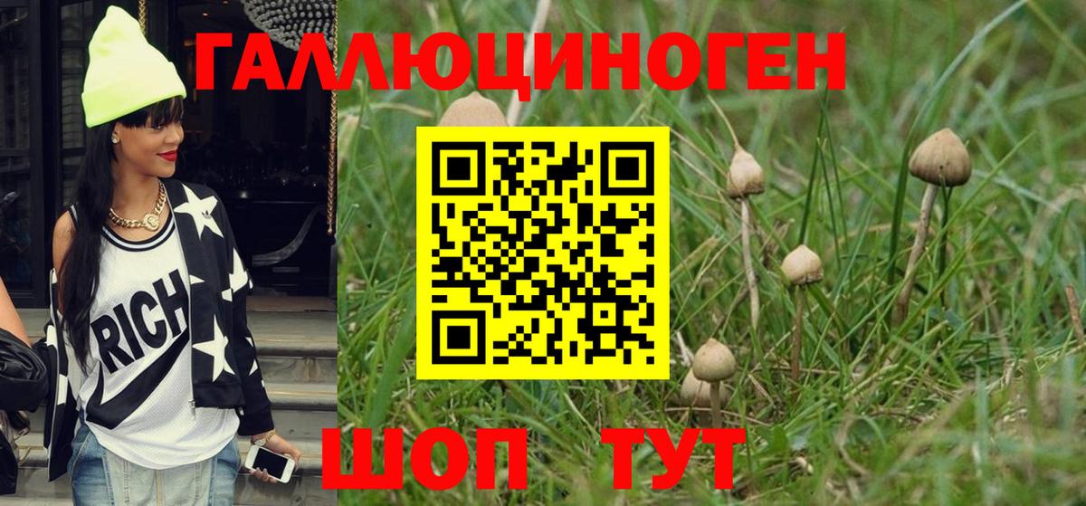 Псилоцибиновые грибы Psilocybine cubensis Ачинск